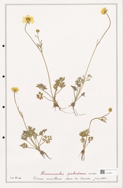 Ranunculus paludosus  (Ranunculaceae)