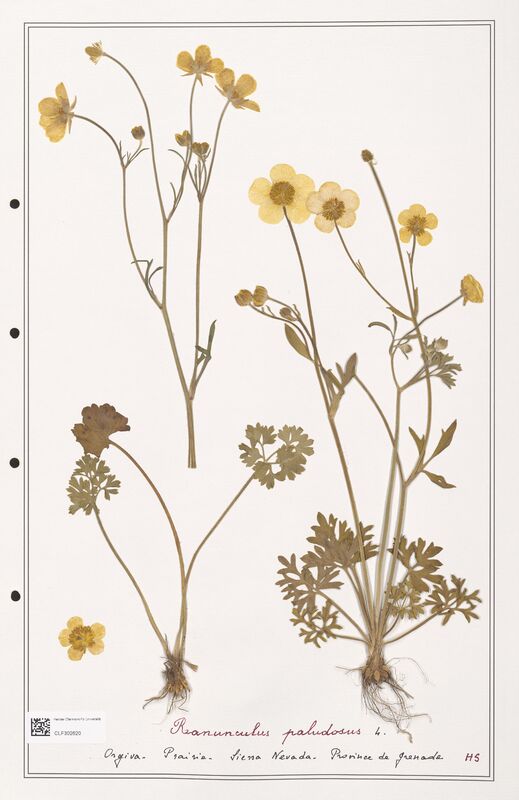 Ranunculus paludosus  (Ranunculaceae)