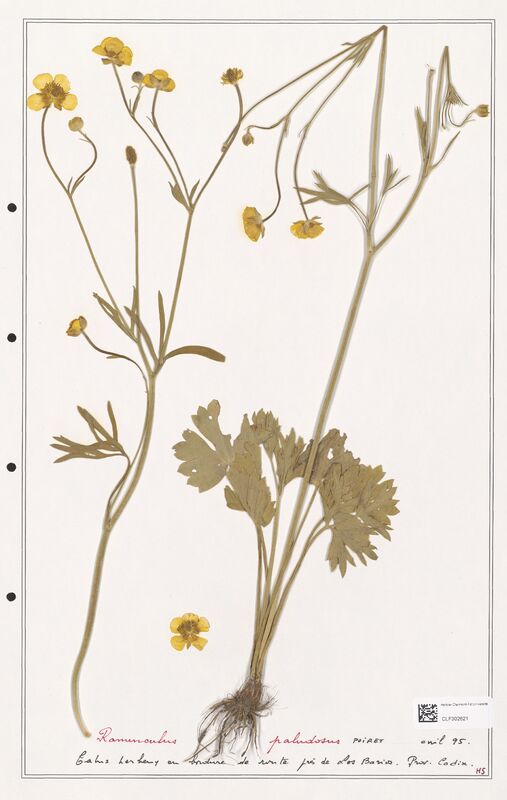 Ranunculus paludosus  (Ranunculaceae)