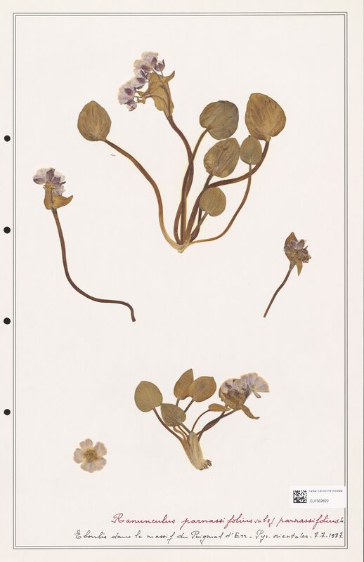 Ranunculus parnassifolius  (Ranunculaceae)