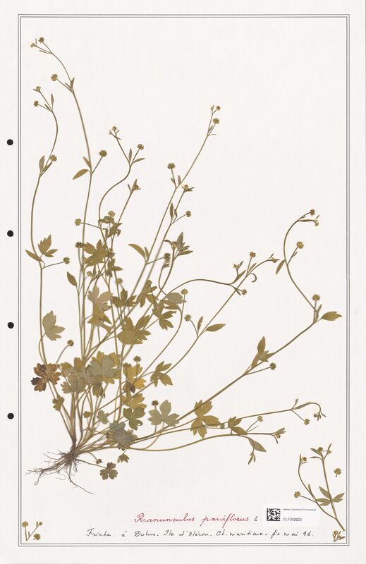 Ranunculus parviflorus  (Ranunculaceae)
