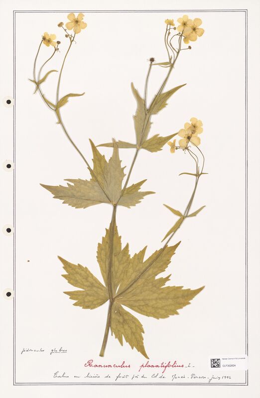 Ranunculus planatifolius  (Ranunculaceae)