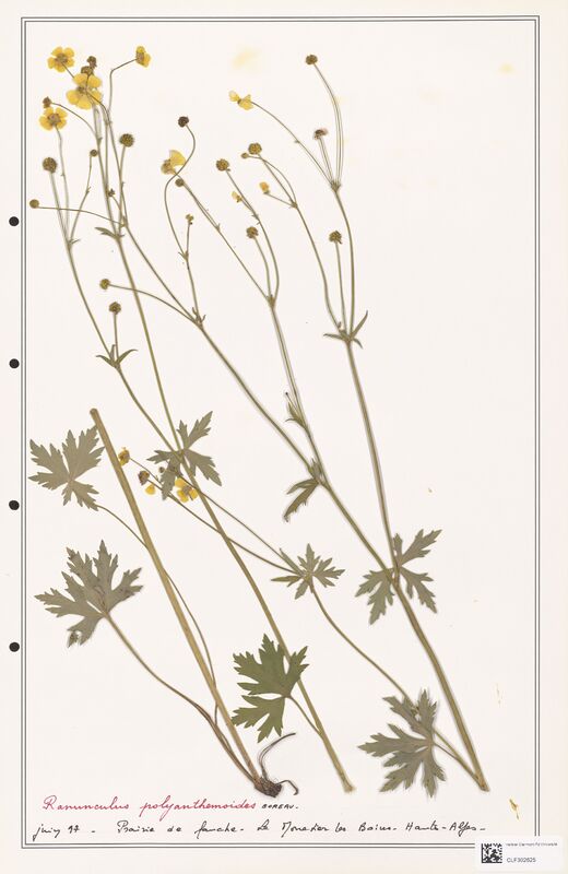 Ranunculus polyanthemoides  (Ranunculaceae)