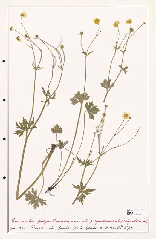 Ranunculus polyanthemoides  (Ranunculaceae)