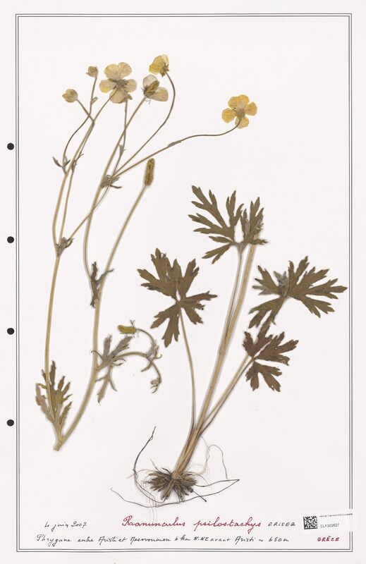 Ranunculus psilostachys  (Ranunculaceae)