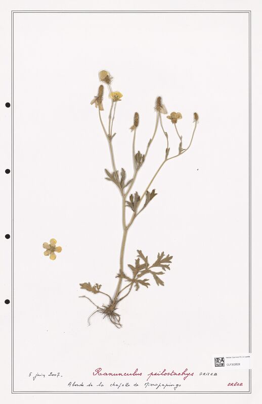 Ranunculus psilostachys  (Ranunculaceae)
