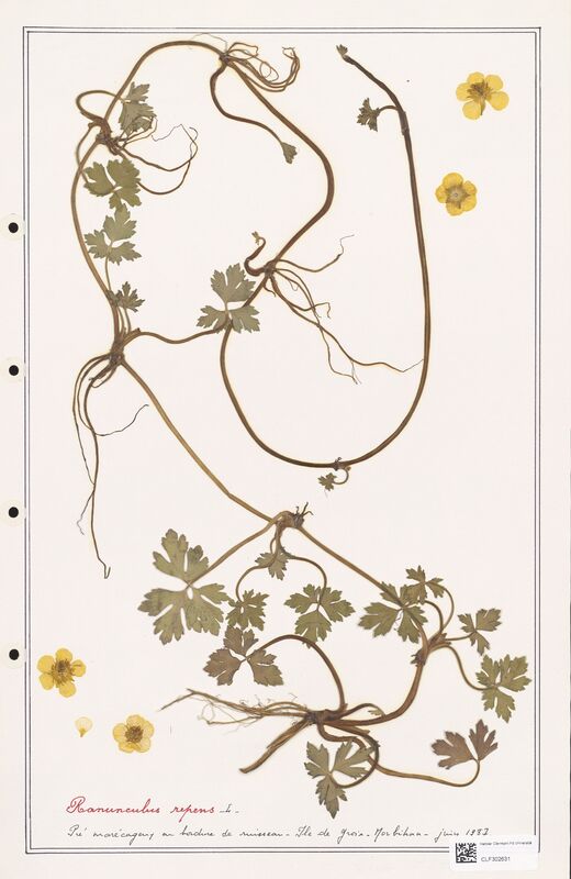 Ranunculus repens  (Ranunculaceae)
