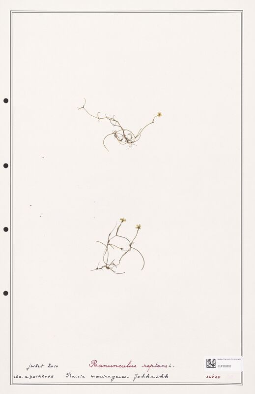 Ranunculus reptans  (Ranunculaceae)