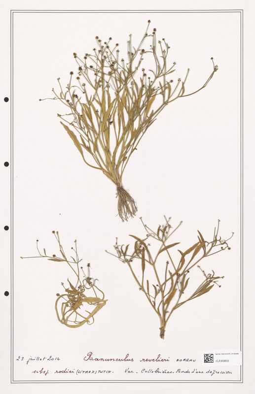 Ranunculus revelieri  (Ranunculaceae)