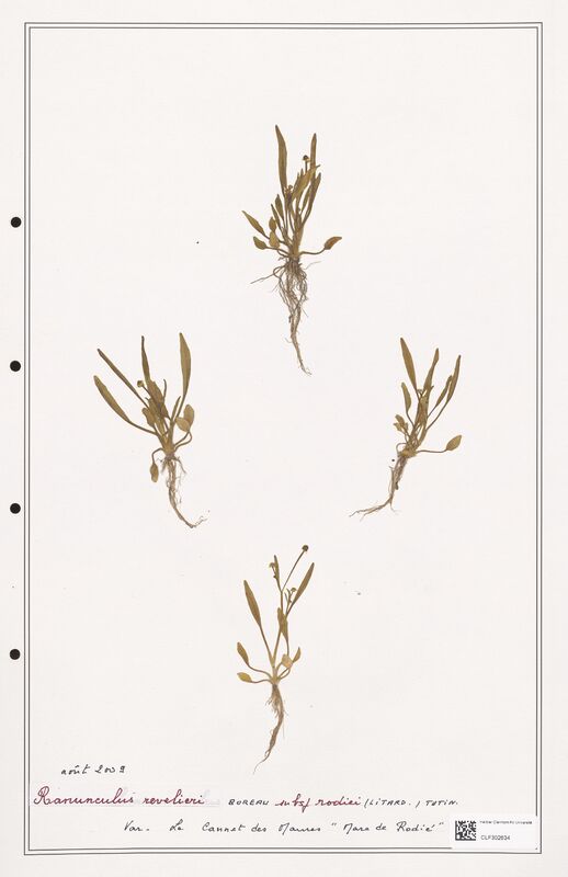 Ranunculus revelieri  (Ranunculaceae)