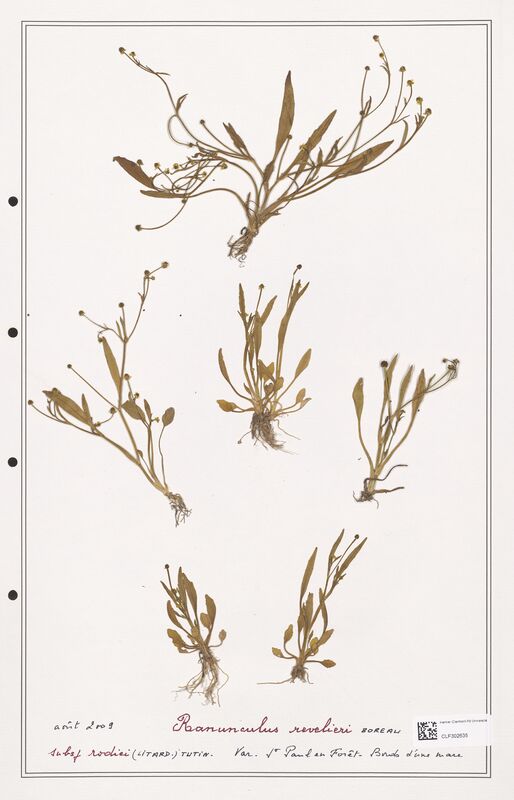 Ranunculus revelieri  (Ranunculaceae)
