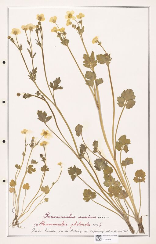 Ranunculus sardous  (Ranunculaceae)