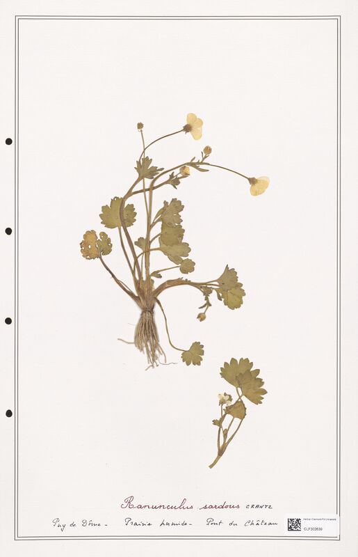 Ranunculus sardous  (Ranunculaceae)