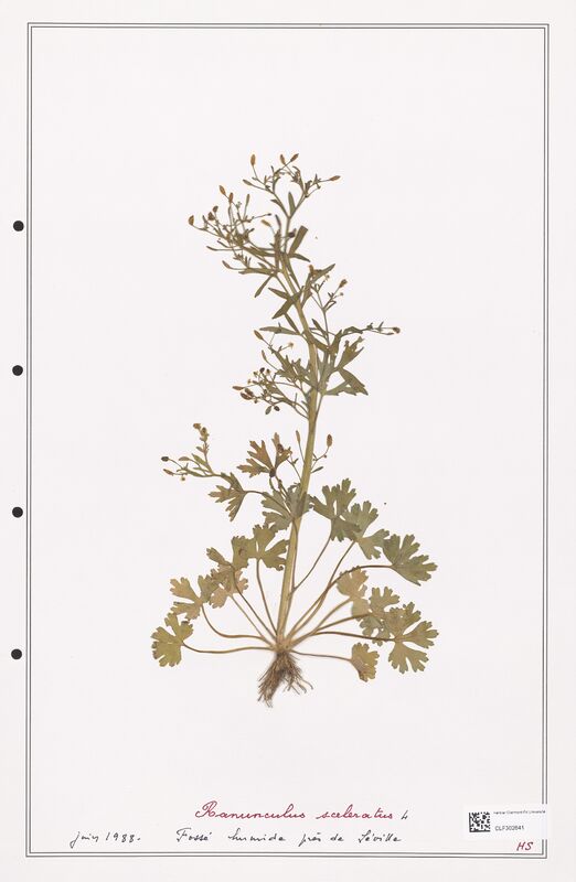 Ranunculus sceleratus  (Ranunculaceae)
