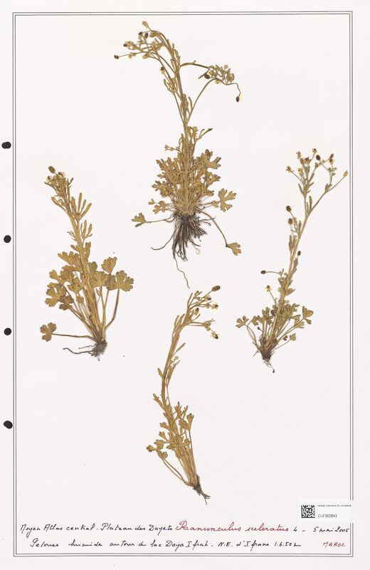 Ranunculus sceleratus  (Ranunculaceae)
