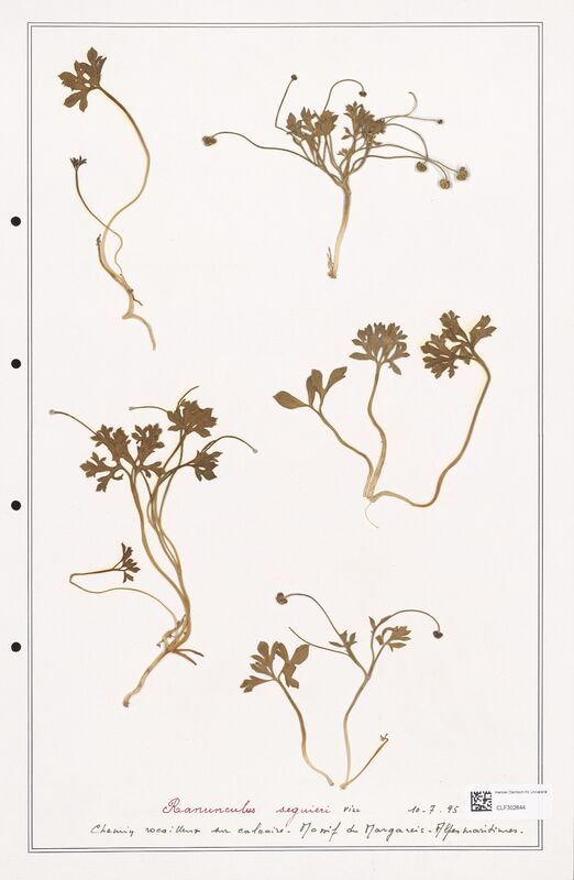 Ranunculus seguieri  (Ranunculaceae)