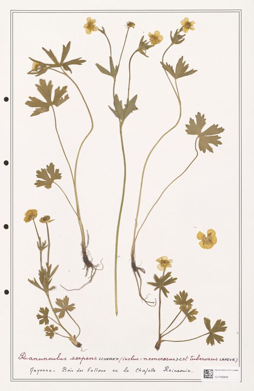 Ranunculus serpens  (Ranunculaceae)
