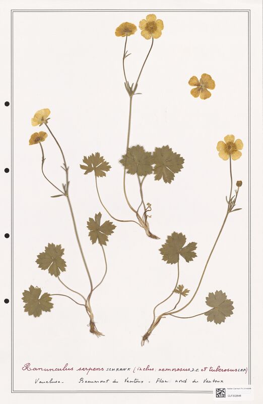 Ranunculus serpens  (Ranunculaceae)