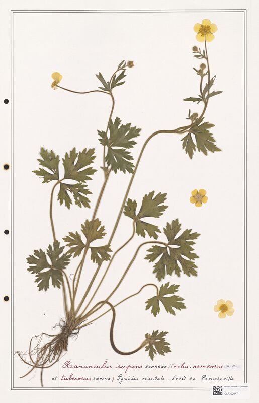 Ranunculus serpens  (Ranunculaceae)