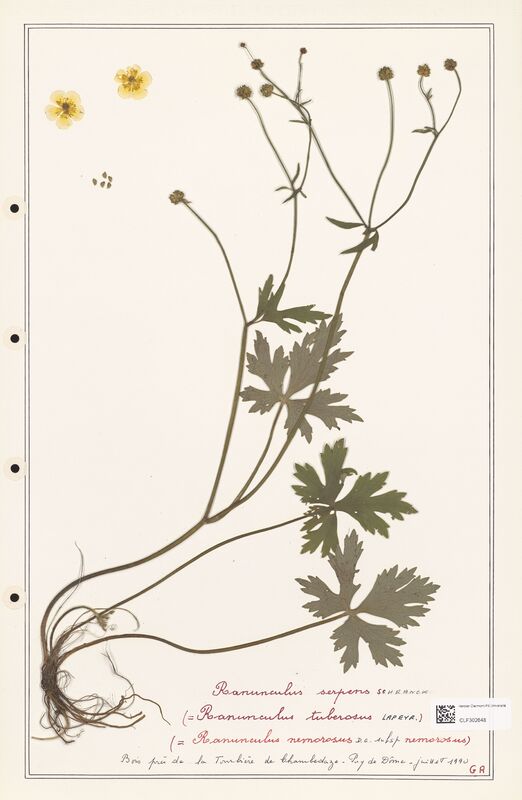 Ranunculus serpens  (Ranunculaceae)