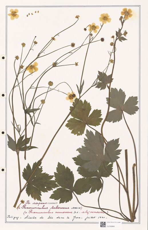 Ranunculus serpens  (Ranunculaceae)