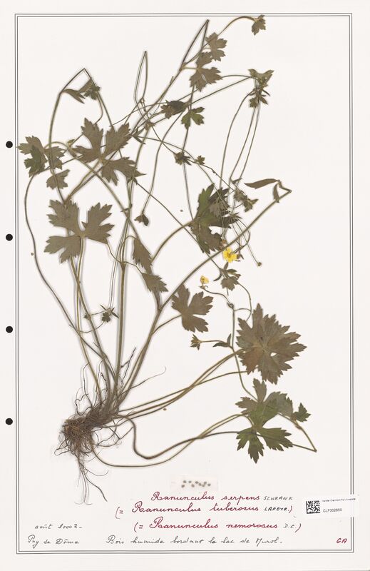 Ranunculus serpens  (Ranunculaceae)