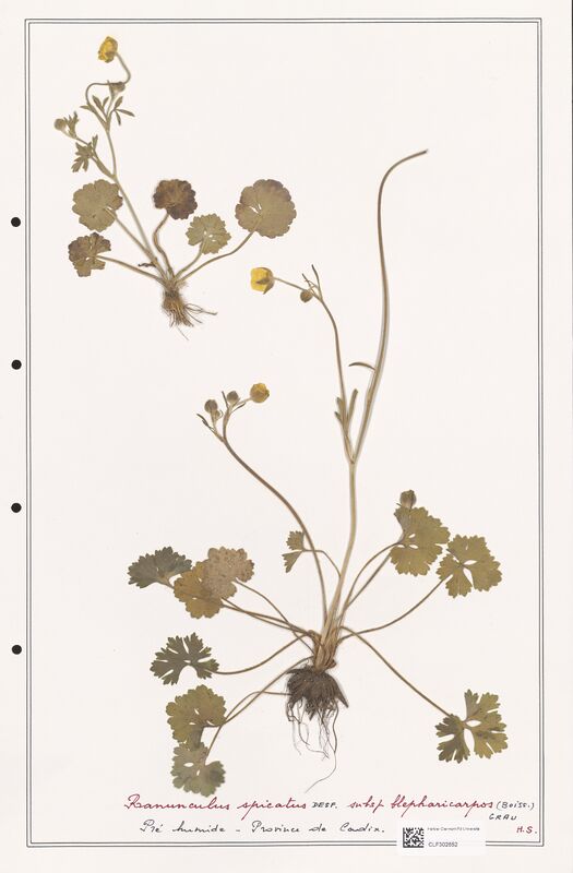 Ranunculus spicatus  (Ranunculaceae)