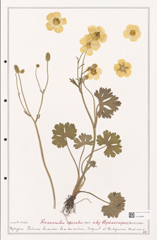 Ranunculus spicatus  (Ranunculaceae)