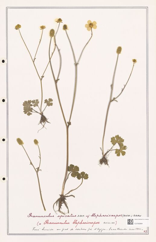 Ranunculus spicatus  (Ranunculaceae)
