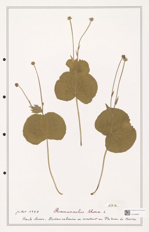 Ranunculus thora  (Ranunculaceae)