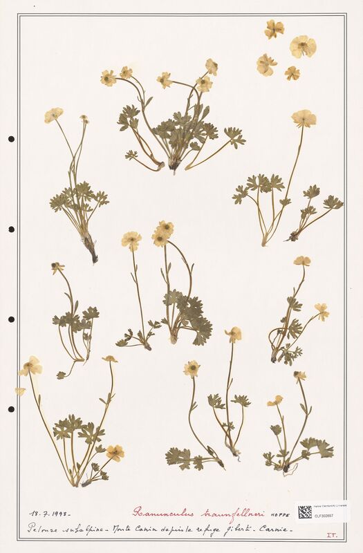 Ranunculus traunfellneri  (Ranunculaceae)