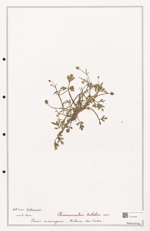 Ranunculus trilobus  (Ranunculaceae)