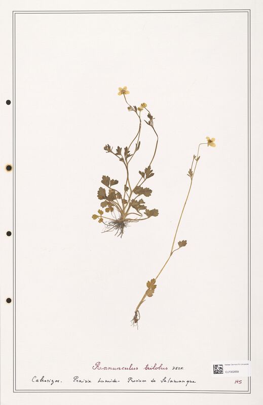 Ranunculus trilobus  (Ranunculaceae)