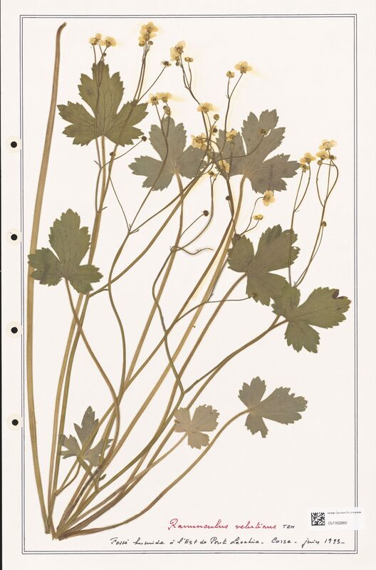 Ranunculus velutinus  (Ranunculaceae)