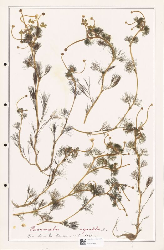 Ranunculus aquatilis  (Ranunculaceae)