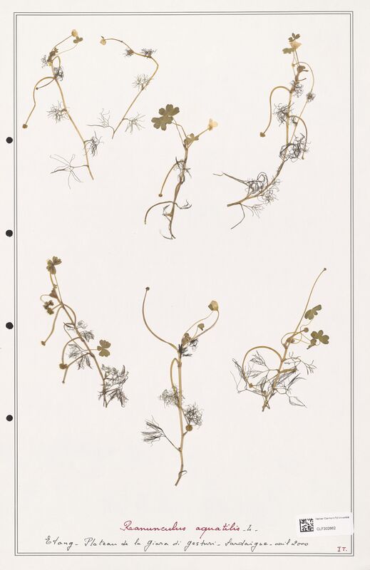 Ranunculus aquatilis  (Ranunculaceae)