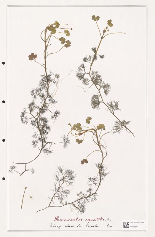 Ranunculus aquatilis  (Ranunculaceae)