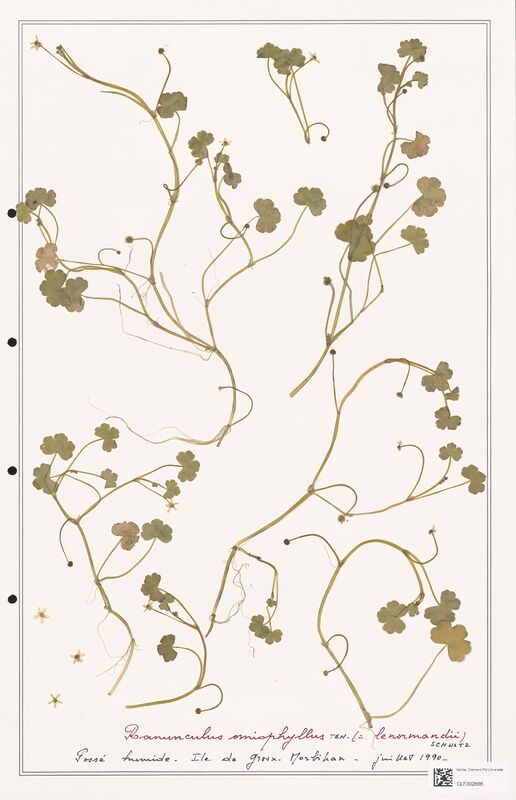 Ranunculus omiophyllus  (Ranunculaceae)