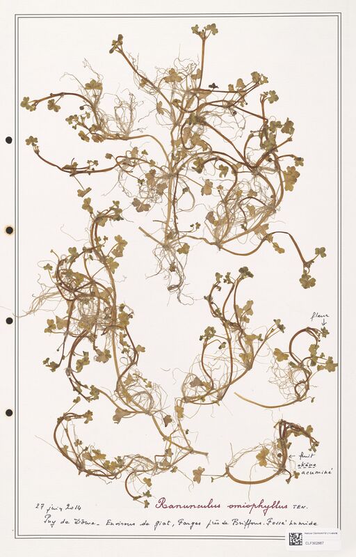 Ranunculus omiophyllus  (Ranunculaceae)