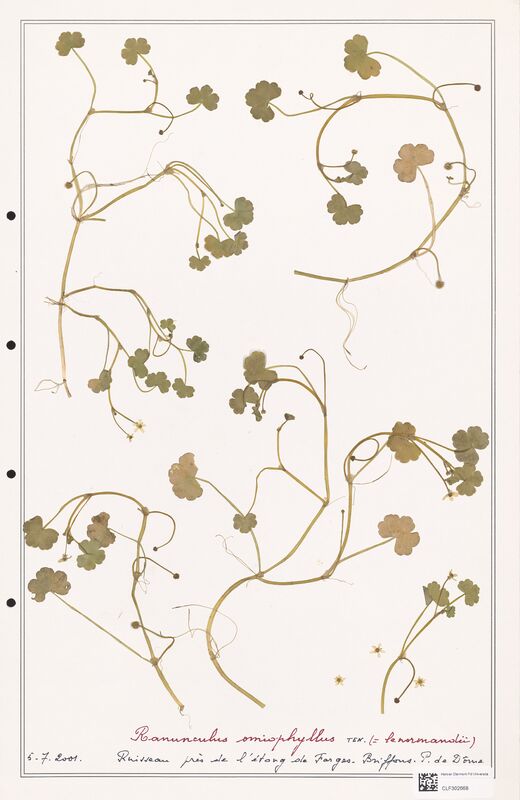 Ranunculus omiophyllus  (Ranunculaceae)