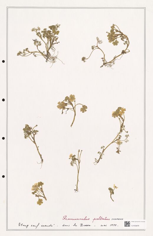 Ranunculus peltatus  (Ranunculaceae)