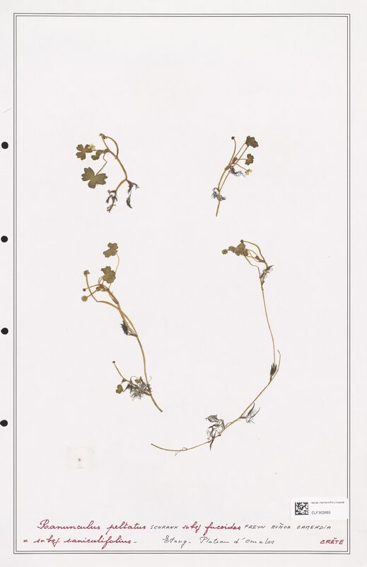 Ranunculus peltatus  (Ranunculaceae)