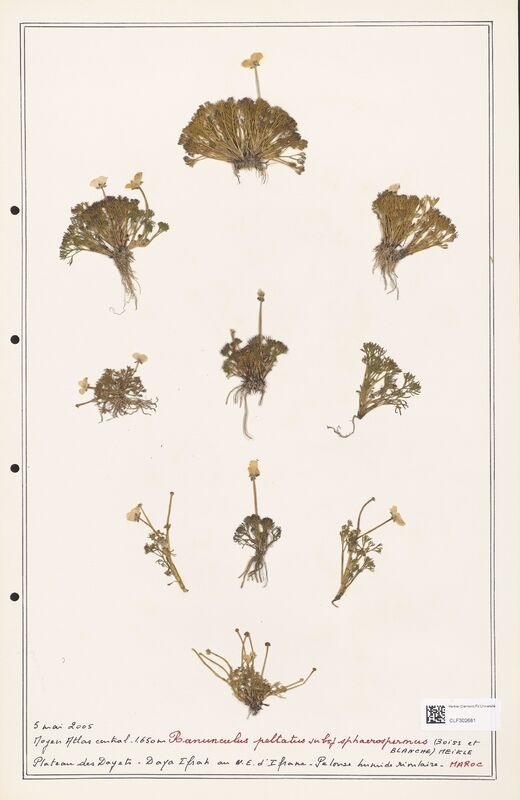 Ranunculus peltatus  (Ranunculaceae)