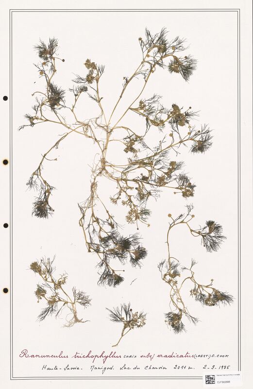 Ranunculus trichophyllus  (Ranunculaceae)