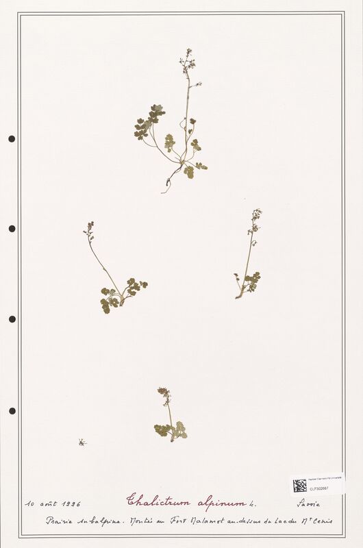 Thalictrum alpinum  (Ranunculaceae)