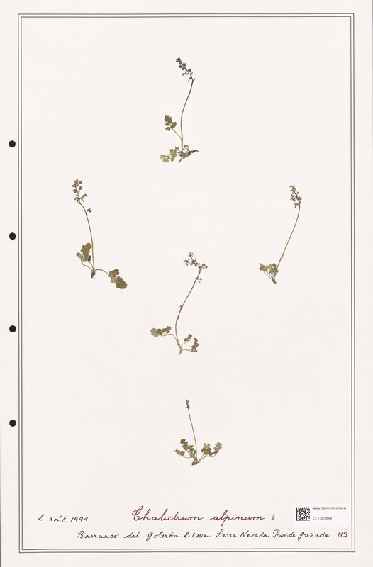 Thalictrum alpinum  (Ranunculaceae)