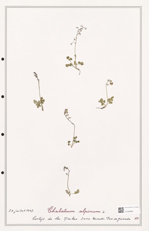 Thalictrum alpinum  (Ranunculaceae)