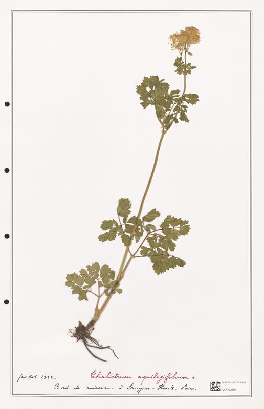 Thalictrum aqualagifolium  (Ranunculaceae)