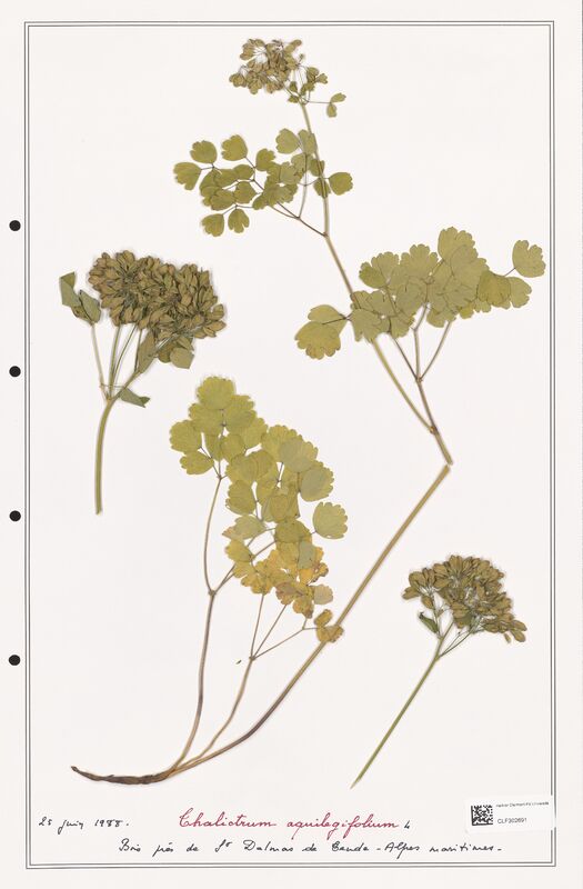Thalictrum aqualagifolium  (Ranunculaceae)