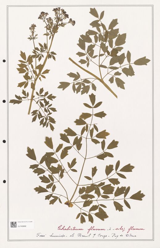 Thalictrum flavum  (Ranunculaceae)
